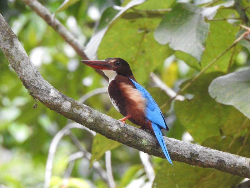 Bird Watching Day Tour - Pick up and Drop From the Hotel - Good To Know