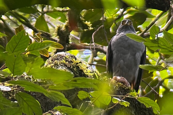 Bird Watching Experience in Monteverde - Good To Know