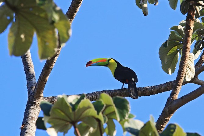 Bird Watching Tour Arenal Mundo Aventura - Good To Know