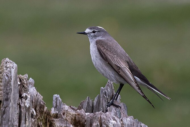 Birding in Garibaldi Pass - About Your Stay