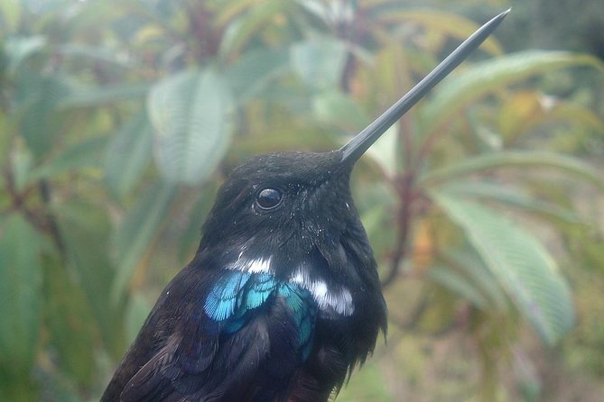 Birding & Nature to Chicaque Cloud Forest Nature Reserve - Good To Know