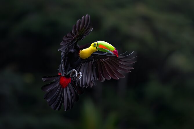 Birding the Monteverde Cloud Forest - Good To Know