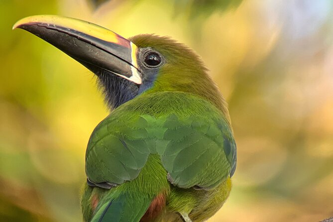 Birdwatching Half-Day Tour Between Clouds and Forest in Monteverde - Good To Know