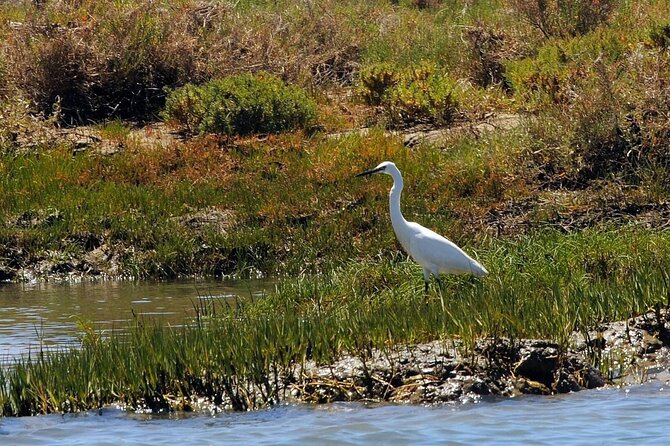 Birdwatching in Ria Formosa - Eco Boat Tour From Faro - Tour Overview