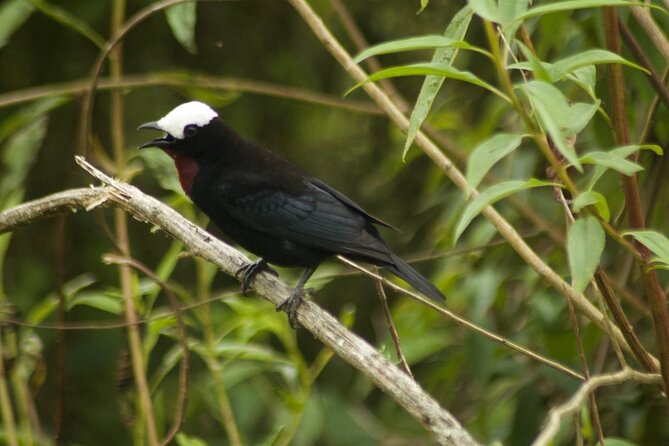 Birdwatching in Salento - Overview of the Experience