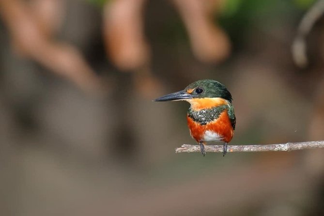 Birdwatching Manuel Antonio/ El Rey. (Marshes,Rice Fields,Canals) Group Tour - About Your Stay