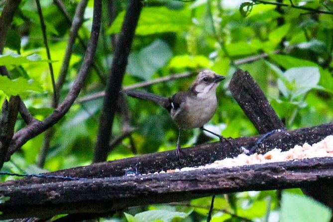 Birdwatching Tour in Giron and Yunguilla Jocotoco Reserve From Cuenca - Good To Know
