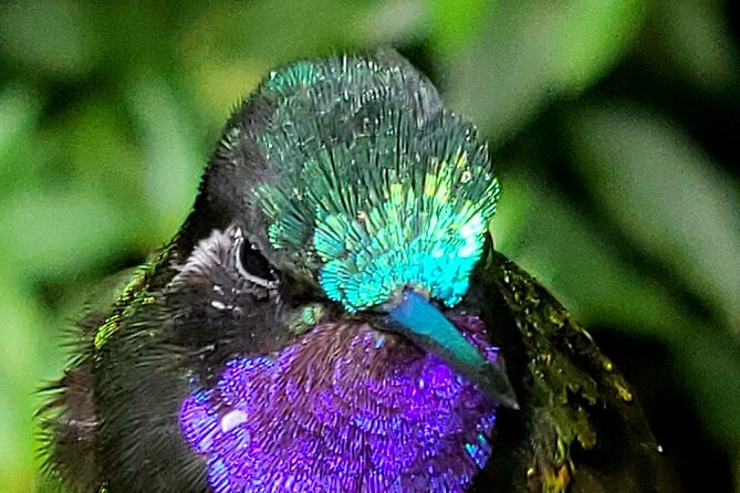 Birdwatching Tour in Tapantí National Park - Good To Know