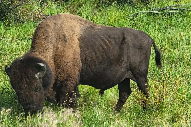 Bison Highway Road Tour - Good To Know