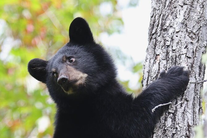 Black Bear Viewing and Walking at Oudoor Ctrs Canyon - Good To Know