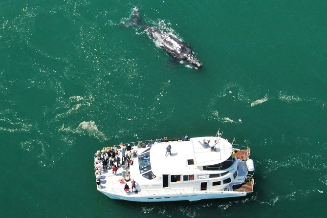 Boat Based Whale Watching From Hermanus - Overview of Whale Watching Tours