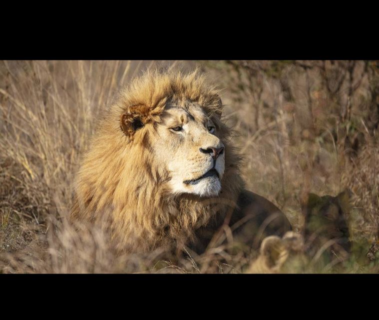 Bothongo Rhino and Lion Nature Reserve Self Drive - Good To Know