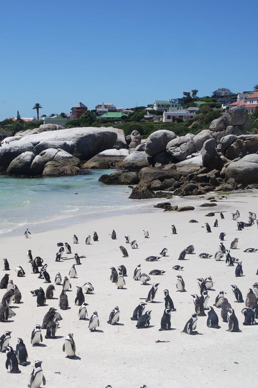 Boulders Beach Penguins and Wine Tasting Full-Day Tour - Good To Know