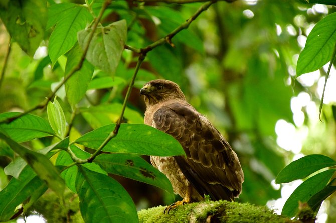 Braulio Carrillo Bird Watching Full Day Pass - Tour Overview