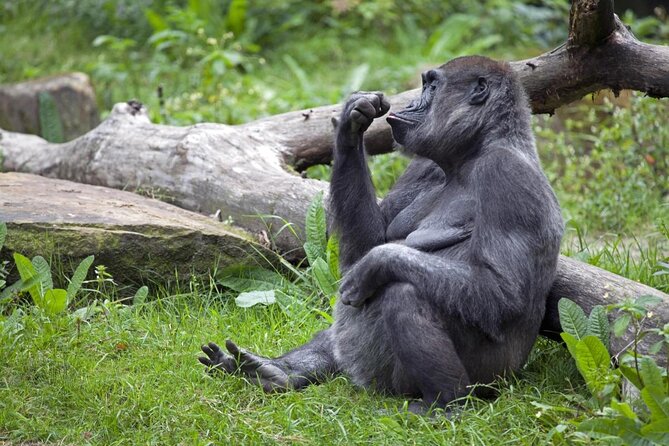 Bronx Zoo Admission Ticket - Good To Know