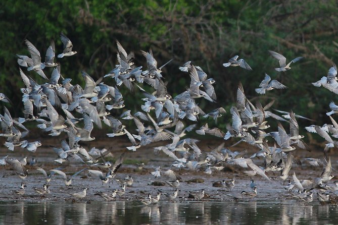 Bundala Birding Paradise - All Inclusive Tour - Good To Know