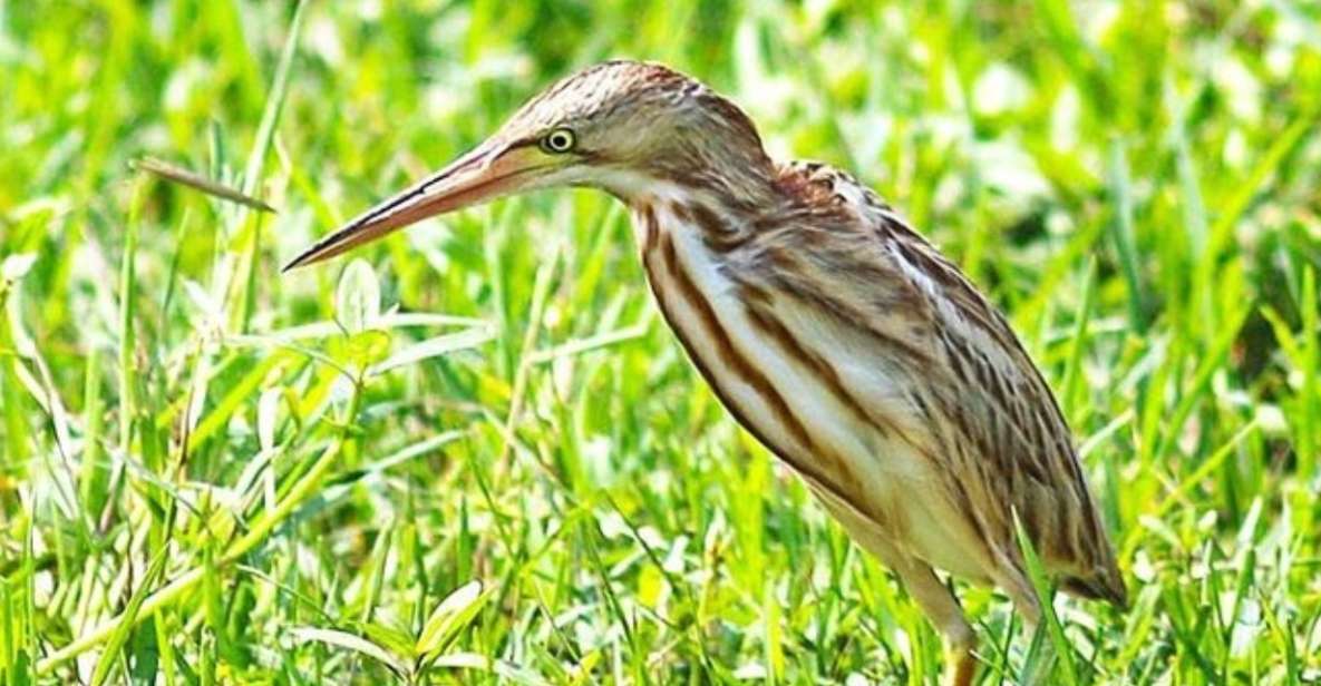 Bundala: Full Day Safari With Picnic Lunch From Hambantota! - Good To Know