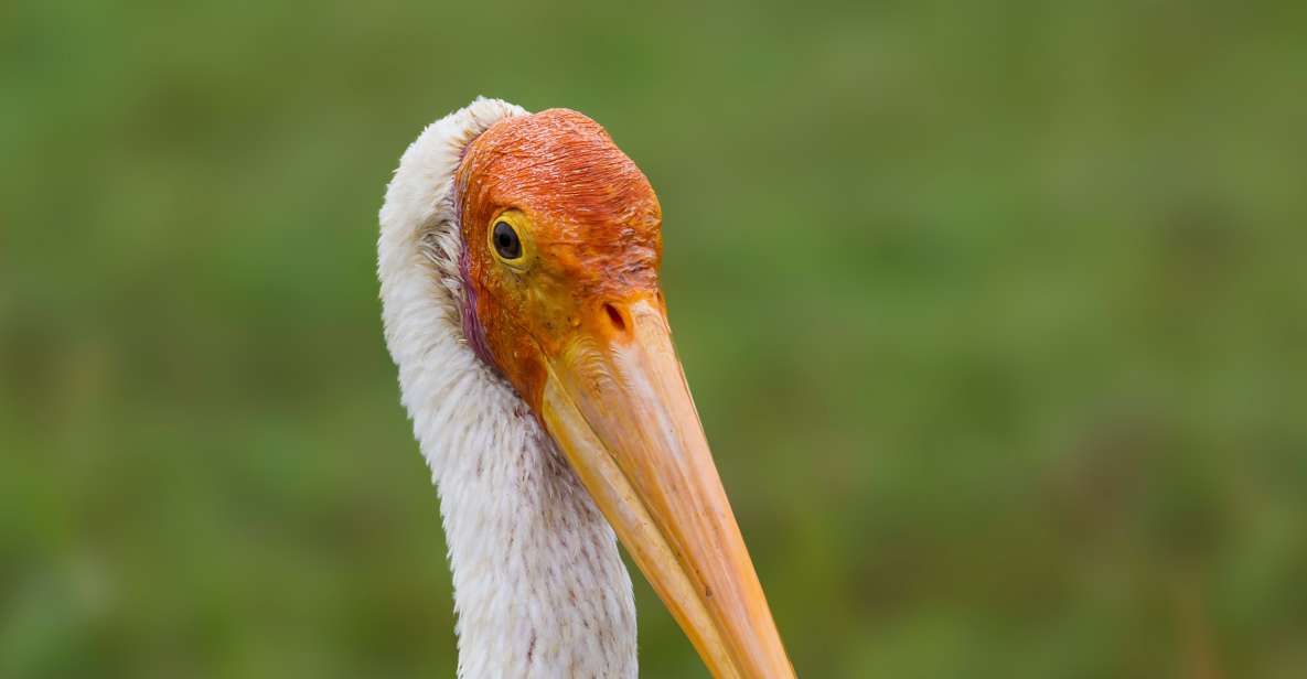 Bundala National Park Safari - Birding Paradise Tour - Good To Know