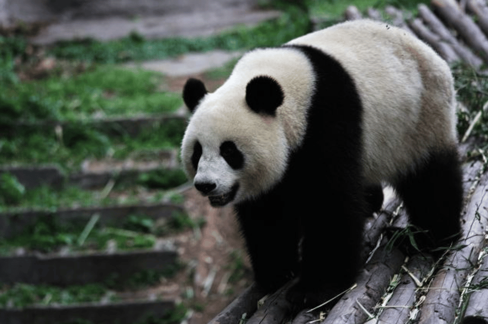 By Bullet Train From Chongqing to Chengdu Panda City Tour - Good To Know