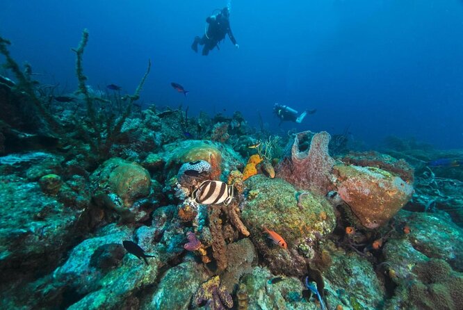 Cades Reef Snorkel Cruise From St. Johns Antigua - Good To Know