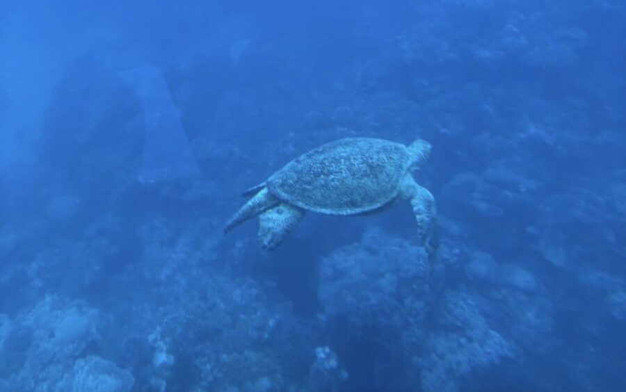 Cairo: Luxury Snorkeling Cruise & Lunch With Optional Pickup