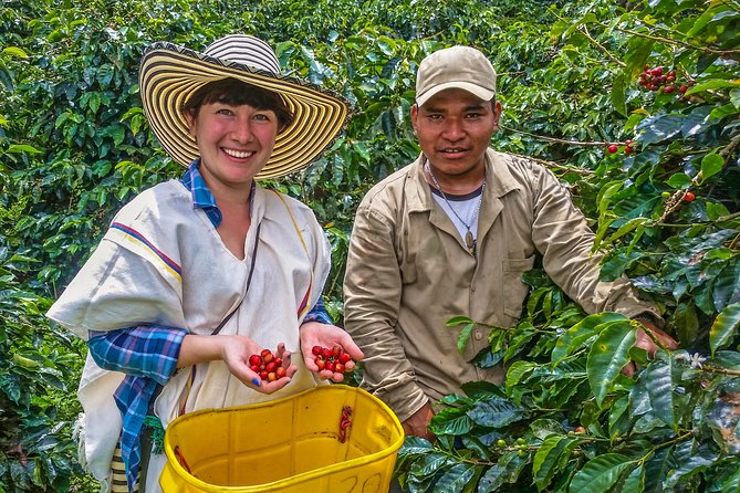 Cali: Coffee Tour - Discover the Secrets of 100% Colombian Coffee - Good To Know