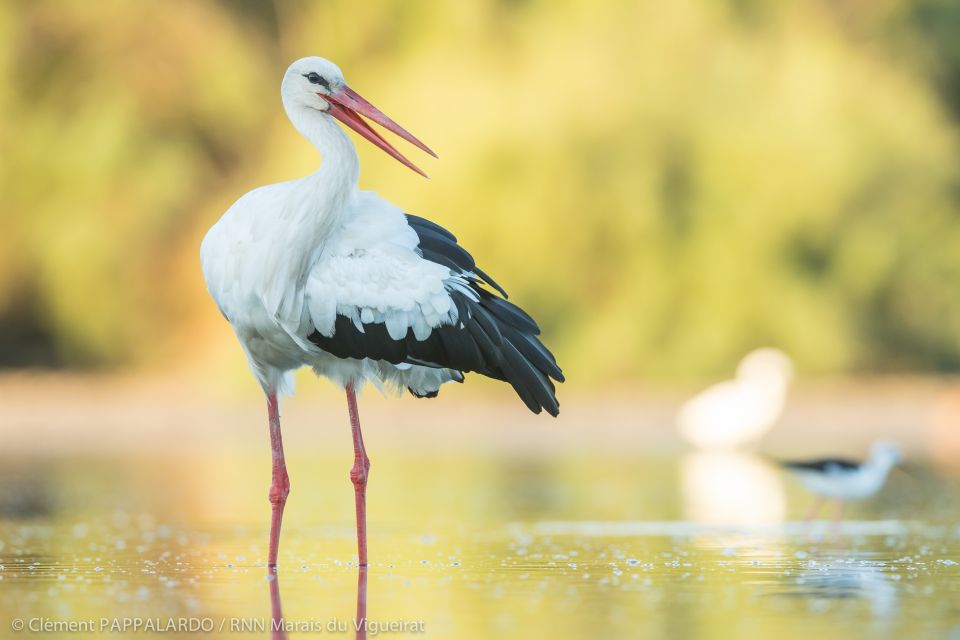 Camargue: Discovery of Nature at the Vigueirat Marshes - Key Points