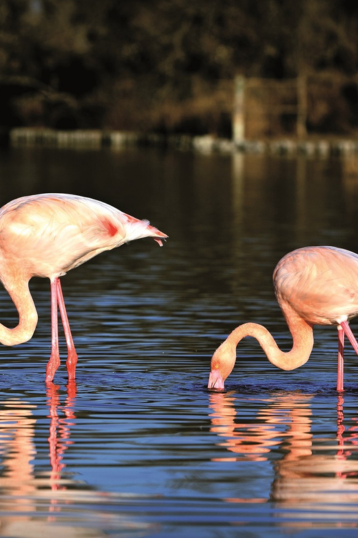 Camargue: Half-Day 4x4 Guided Safari Adventure - Key Points