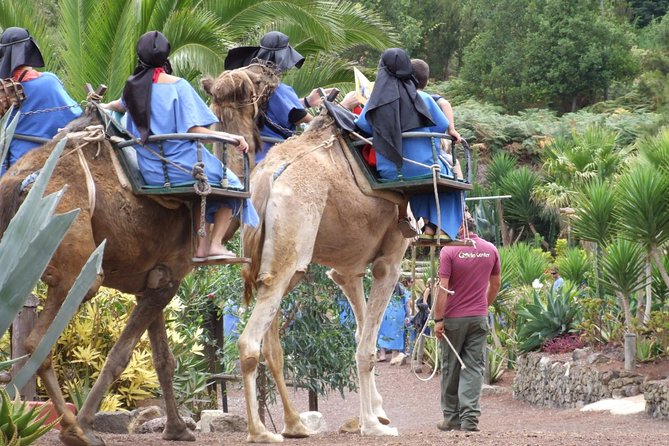 Camel Riding Tour at El Tanque, Tenerife - Good To Know