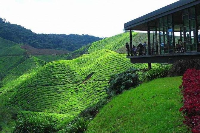 Cameron Highland Day Tour From Kuala Lumpur - Good To Know