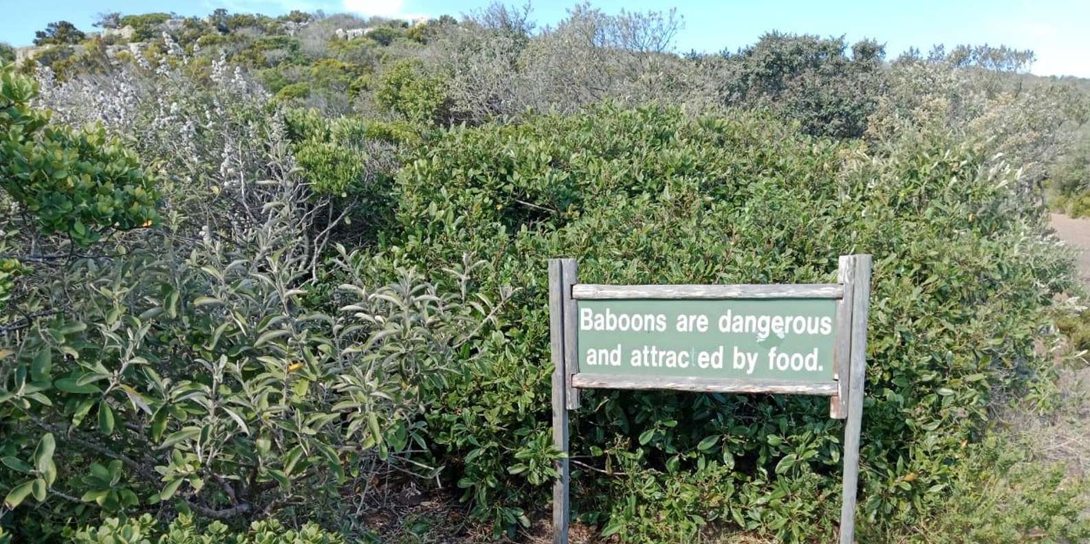 Cape of Good Hope and Boulder's Beach Penguins Private Tours - Good To Know