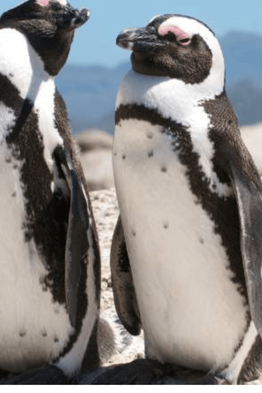 Cape of Good Hope and Boulders Beach Private Tour - Good To Know