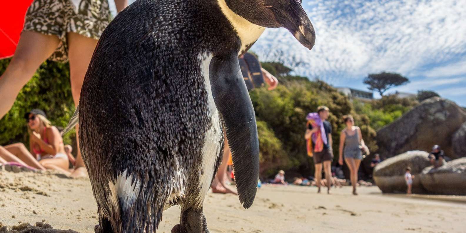 Cape of Good Hope, Chapmans Peak Drive, Penguins , Seals - Good To Know