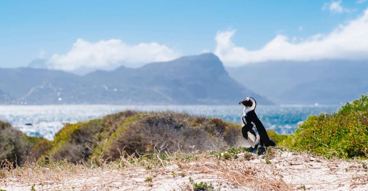 Cape of Good Hope Full-Day Private Tour - Tour Overview