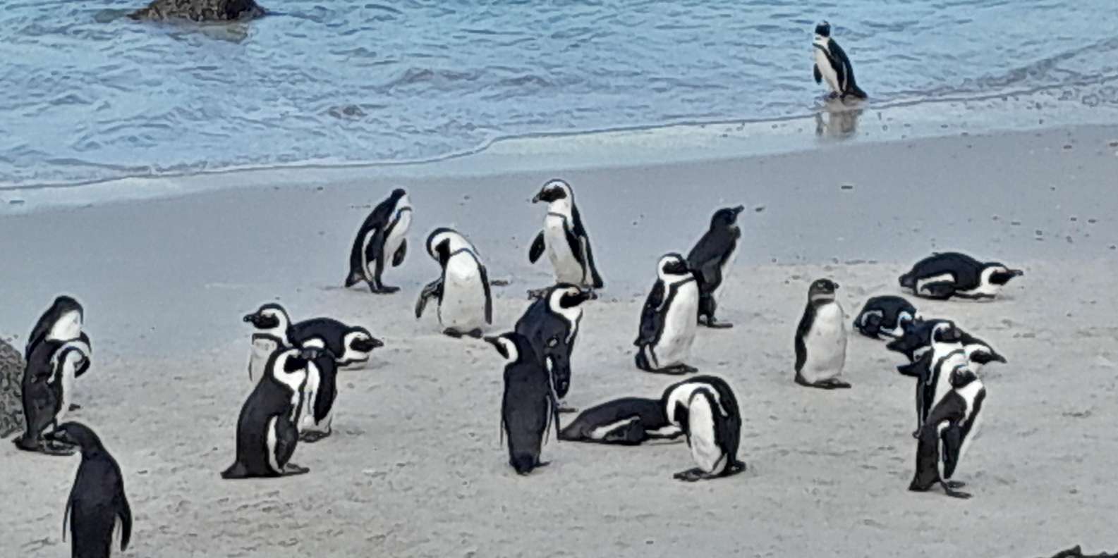 CAPE OF GOOD HOPE/PENGUIN BEACH SHARING (OR) PRIVE DAY TOUR - Scenic Chapmans Peak Drive