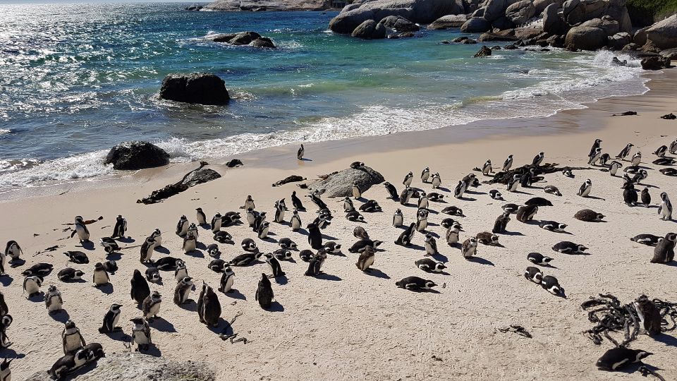 Cape Peninsula & Cape of Good Hope. Private Tour. - Good To Know