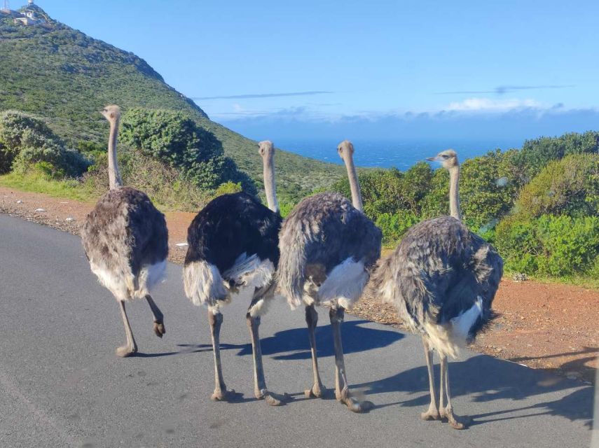 Cape Point, Penguins, Table Mountain Full Day Private Tour - Good To Know