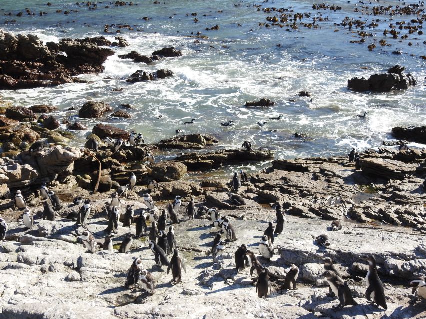 Cape Town and Cape Peninsula Private 3 Day Tour - Exploring Table Mountain and Cape Town