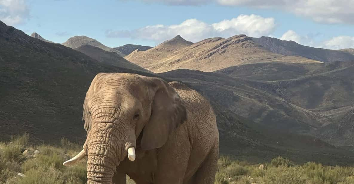 Cape Town: Aquila Game Reserve Big 5 Safari With Lunch - Good To Know