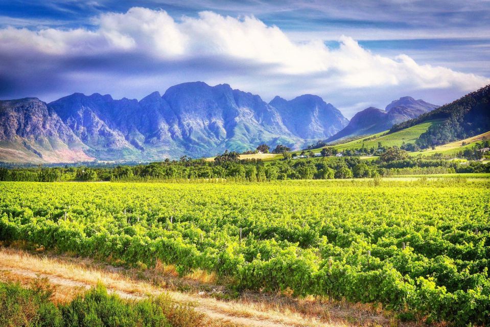 Cape Town: Best Of Cape Wines - Cape Town Winelands Tour Overview