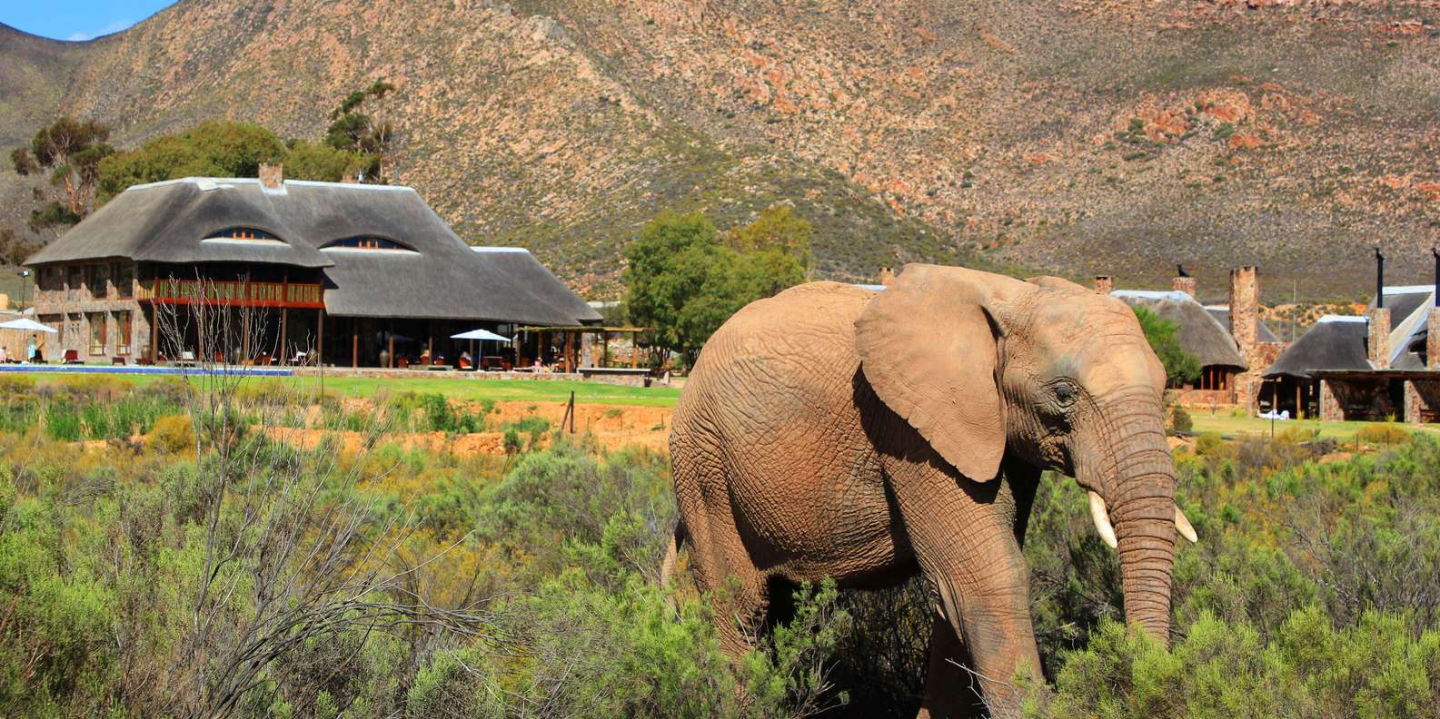 Cape Town: Big Five Safari Tour With Breakfast and Lunch - Good To Know