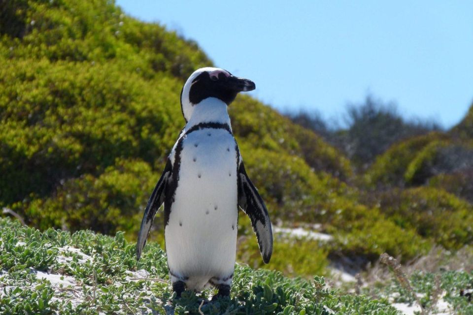 Cape Town: Cape Point, Penguins And Wine Tasting - Good To Know