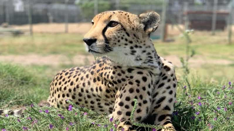 Cape Town Full-Day Cheetah Outreach & Winelands Private Tour - Good To Know