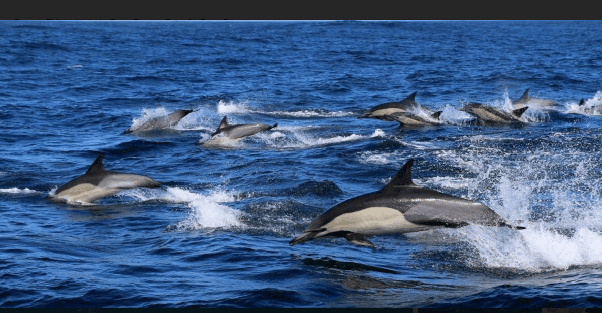 Cape Town: Hermanus Whale Watching Full Day Adventure - Good To Know