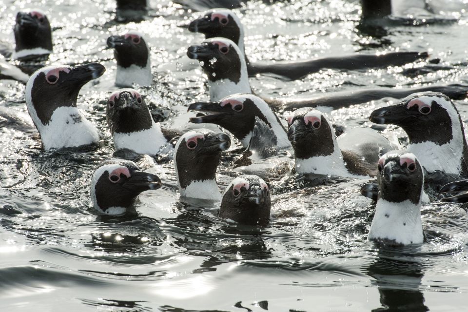 Cape Town: Marine Wildlife Cruise and City Tour - Good To Know