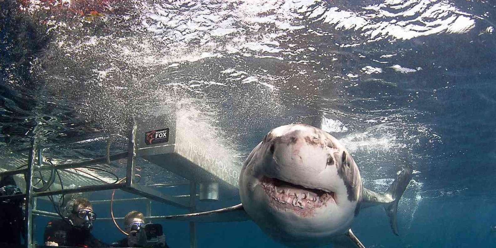 Cape Town: Private Great White Shark Diving Experience - Inclusions