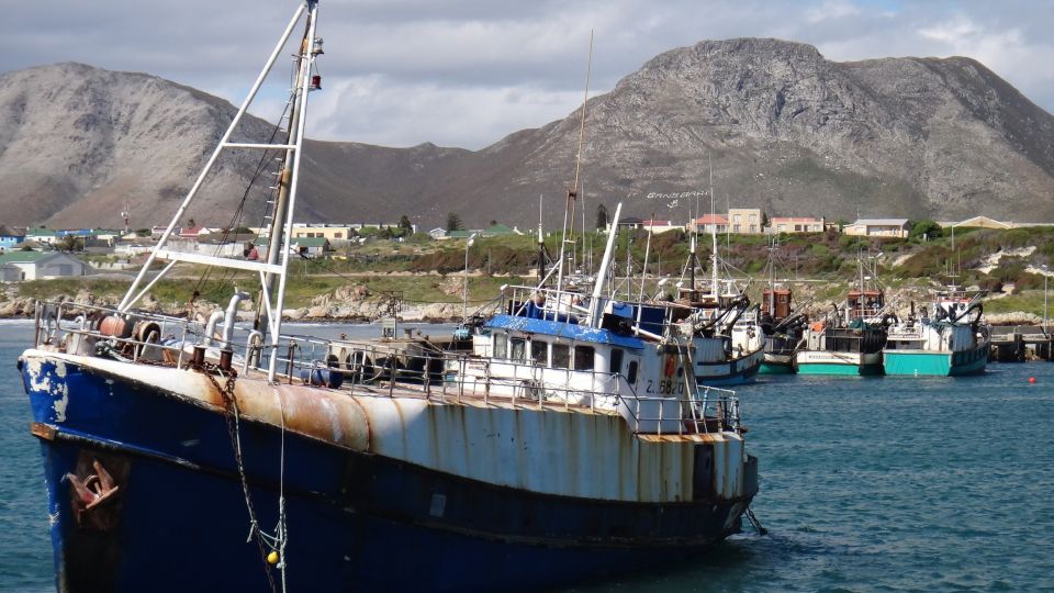 Cape Town: Shark Diving at Gansbaai Harbor Tour - Good To Know