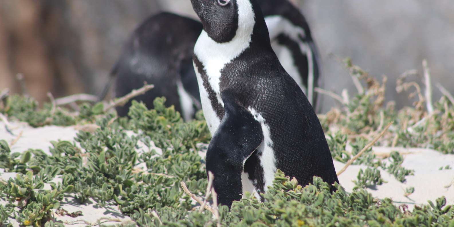 Cape Town: Table Mountain Boulders Beach and Cape Point - Good To Know