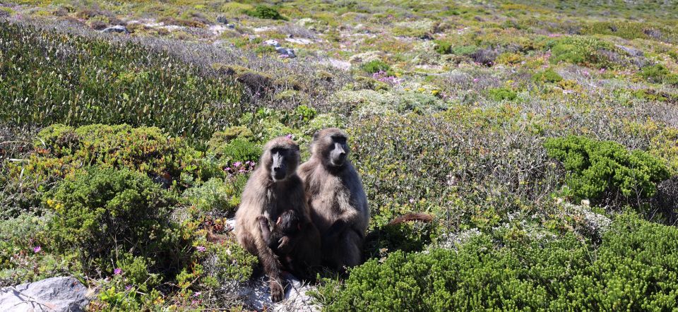 Cape Town: Table Mountain, Penguins & Cape Point Group Tour - Good To Know