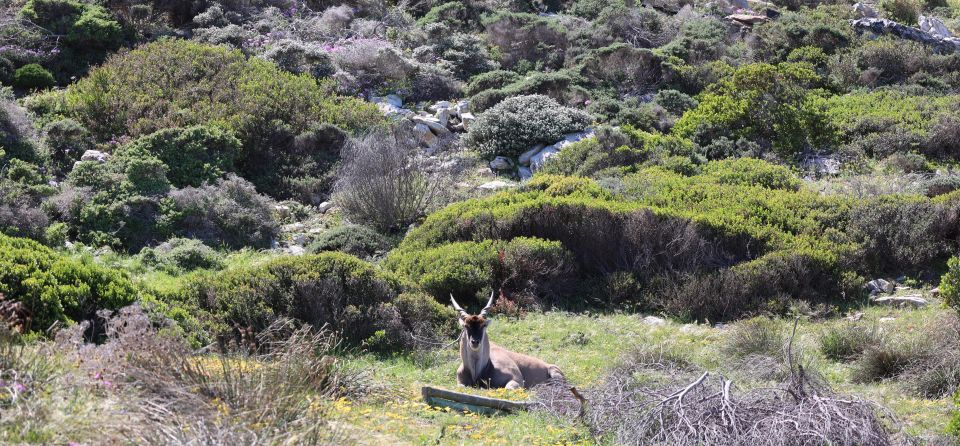 Cape Town: Tour Cape Point & Boulders Beach Penguin Day Trip - Good To Know